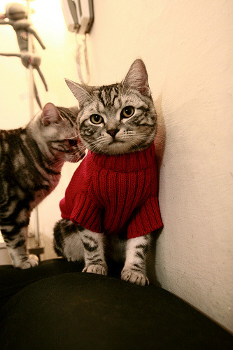 KAIYUN 中国大陆-杰克·阿莱克西蝶泳比拼力压群雄